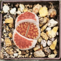 Lithops karasmontana aiaisensis cv 'orange ice'