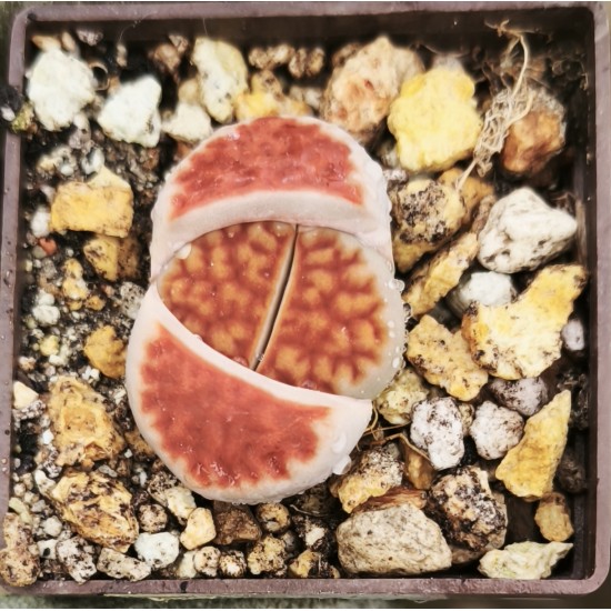 Lithops karasmontana aiaisensis cv 'orange ice'