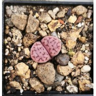 Lithops karasmontana ssp. eberlanzii C369 