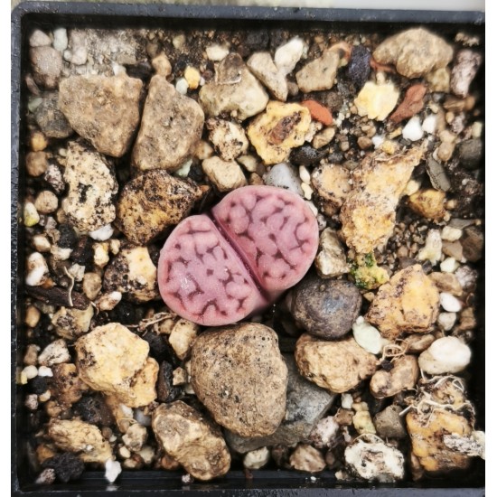 Lithops karasmontana ssp. eberlanzii C369 