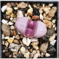 Lithops meyeri 'Hammeruby' C272A