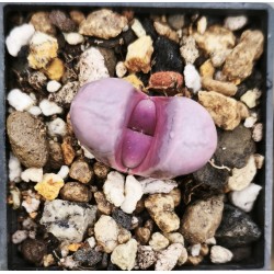Lithops meyeri 'Hammeruby' C272A