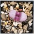 Lithops meyeri 'Hammeruby' C272A