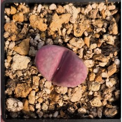 Lithops optica rubra