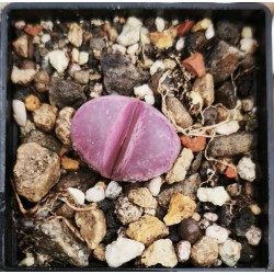 Lithops optica rubra