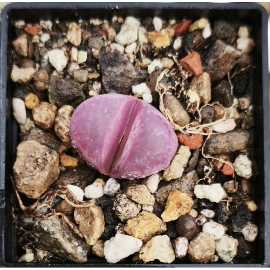 Lithops optica rubra
