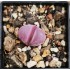 Lithops optica rubra