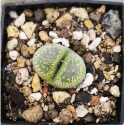 Lithops terricolor 'speckled gold'