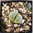Lithops terricolor 'speckled gold'