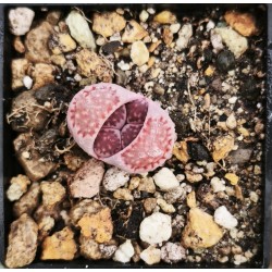 Lithops salicola 'BACCHUS'