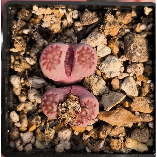 Lithops salicola 'BACCHUS'