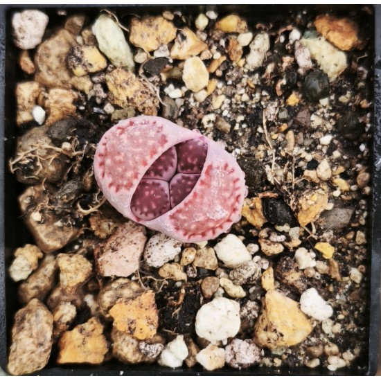 Lithops salicola 'BACCHUS'