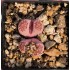 Lithops salicola 'BACCHUS'