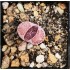 Lithops salicola 'BACCHUS'