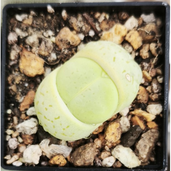 Dinteranthus vanzylii 'Emereald'