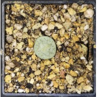 Lithops pseudotruncatella riehmerae C97a