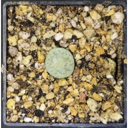 Lithops pseudotruncatella riehmerae C97a