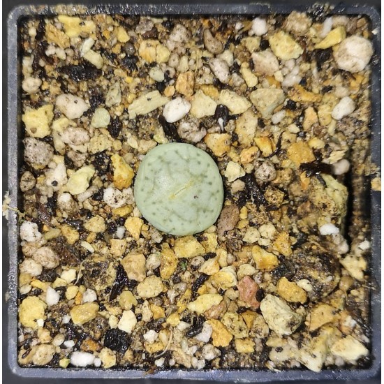 Lithops pseudotruncatella riehmerae C97a