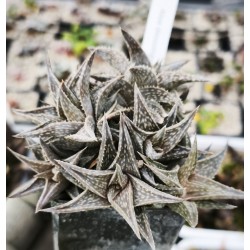 Aloe descoingsii, Madagascar