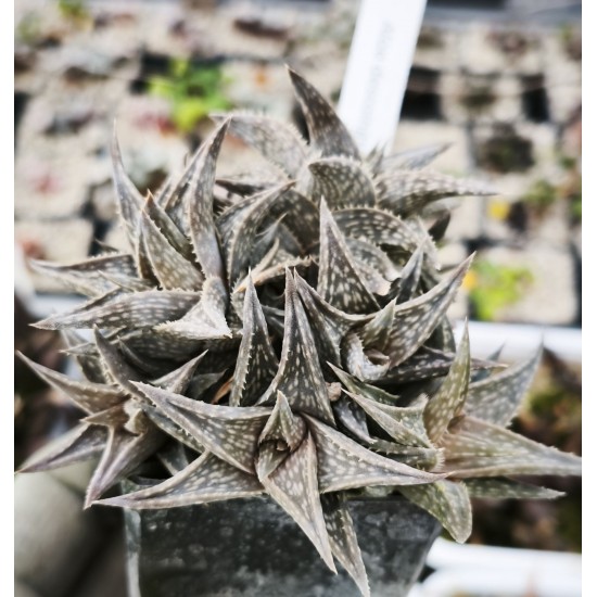 Aloe descoingsii, Madagascar