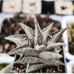 Aloe descoingsii, Madagascar