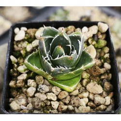 Agave filifera minima 'Pinky'