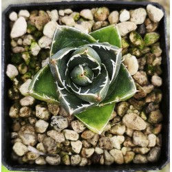 Agave filifera minima 'Pinky'