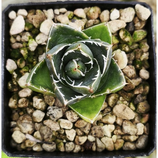 Agave filifera minima 'Pinky'