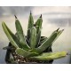 Agave victoriae-reginae '