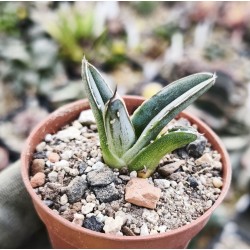 Agave victoriae-reginae '