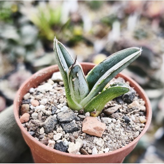 Agave victoriae-reginae '