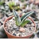 Agave victoriae-reginae '