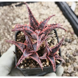 Aloe 'Christmas Sleigh'