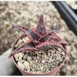 Aloe 'Christmas Sleigh'