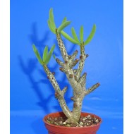 Tylecodon bucholzianus