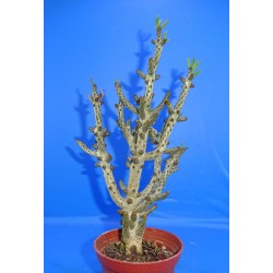 Tylecodon bucholzianus LARGE!