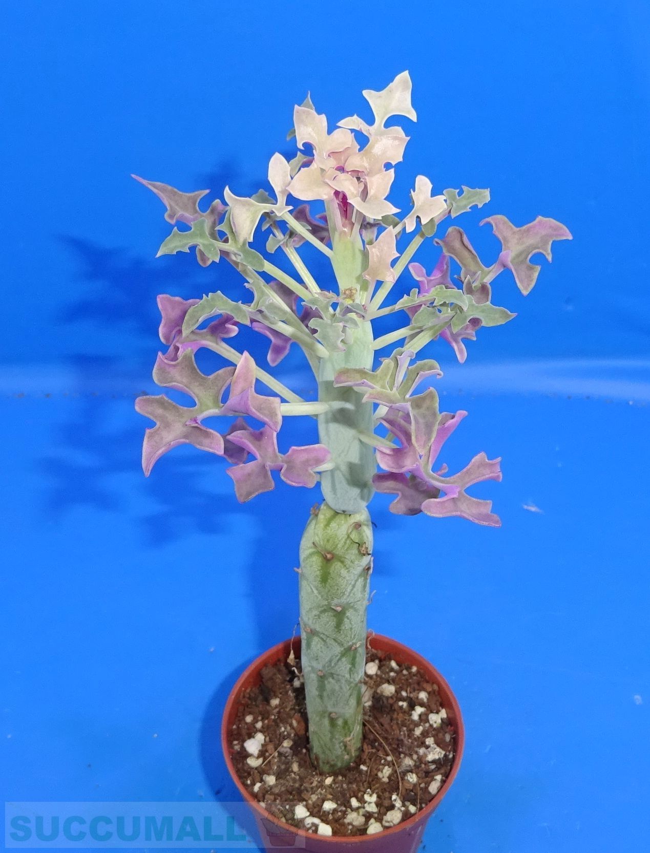 Senecio articulatus variegata