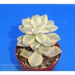 Graptoveria titubans variegate