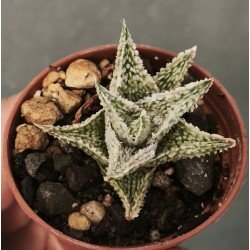 Aloe 'SHAVED COCONUT'