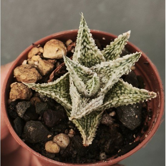 Aloe 'SHAVED COCONUT'