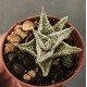 Aloe 'SHAVED COCONUT'