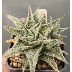 Aloe 'SHAVED COCONUT'
