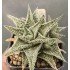 Aloe 'SHAVED COCONUT'