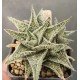 Aloe 'SHAVED COCONUT'