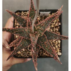 Aloe 'TCT' hybrid 