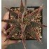 Aloe 'TCT' hybrid 