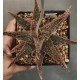 Aloe 'TCT' hybrid 