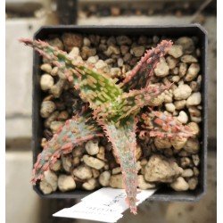Aloe 'TCT' hybrid 
