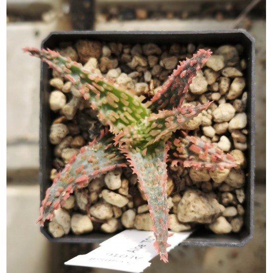 Aloe 'TCT' hybrid 