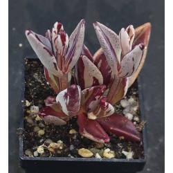 Lenophyllum guttatum red variegated